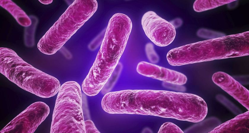 Burnos probiotikai Lactobacillus Salivarius